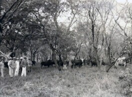 (Post)Colonial Cattle Frontiers