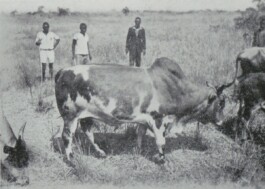 (Post)Colonial Cattle Frontiers