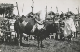 (Post)Colonial Cattle Frontiers