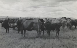(Post)Colonial Cattle Frontiers