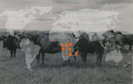 (Post)Colonial Cattle Frontiers